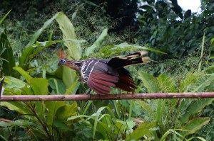 Hoatzin