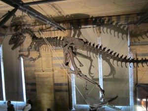 Natural History Museum