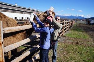 Bottle feeding the young camels