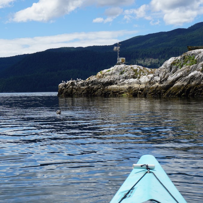 A photo of a seal looking at the camera from the water in Sechelt Inlet on a kayaking trip, with the water and mountains in the background on the Sunshine Coast in BC.