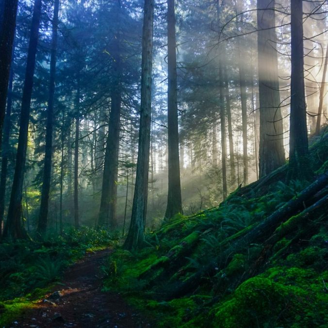 The sun beams stream through the green forest and trees on a foggy day in Minnekhada Regional Park in Coquitlam, BC.