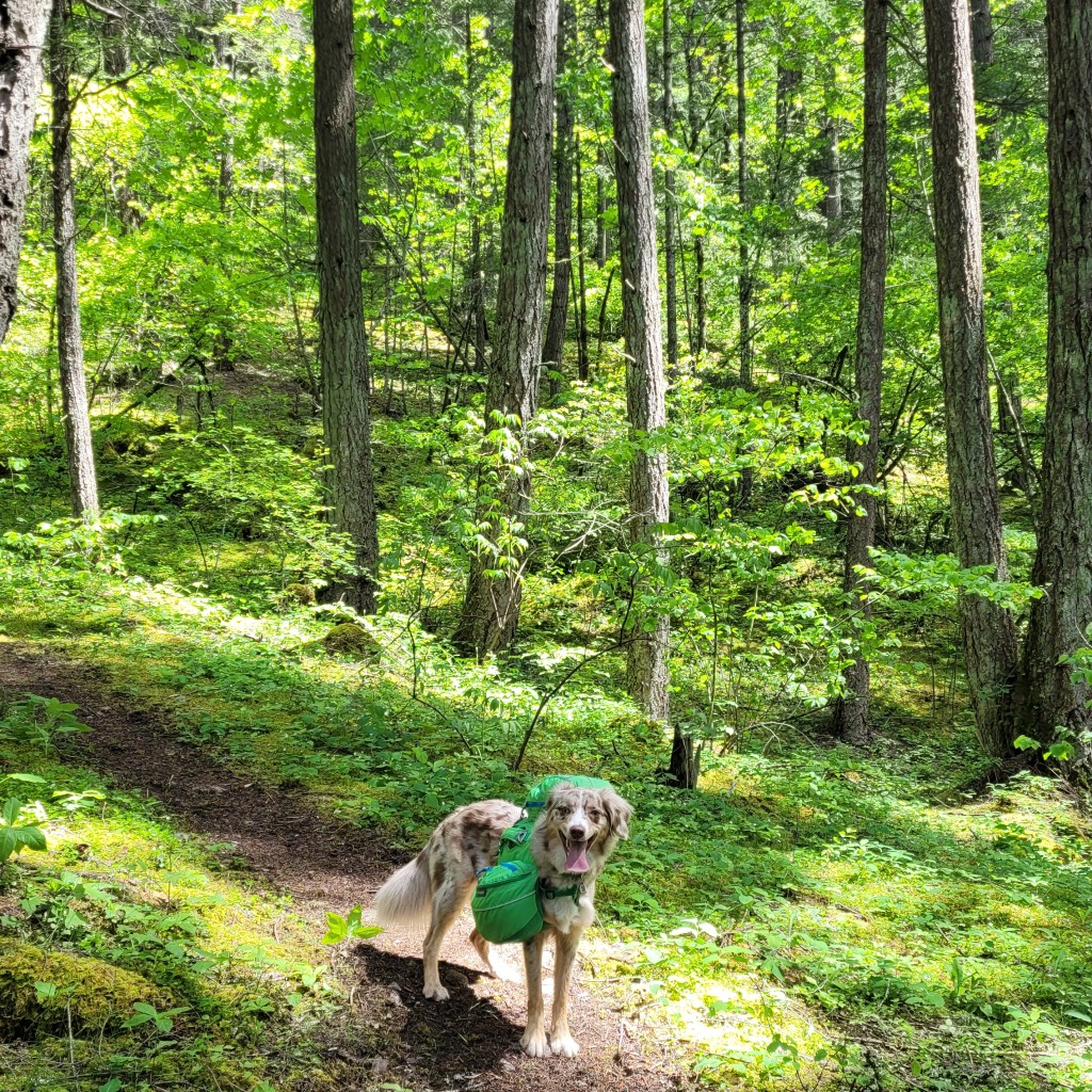 A cute red merle Australian Shepherd dog poses on a dirt trail with a large dog backpack, with green forest in the background while hiking on the Tikwalus Heritage Trail in British Columbia, Canada.