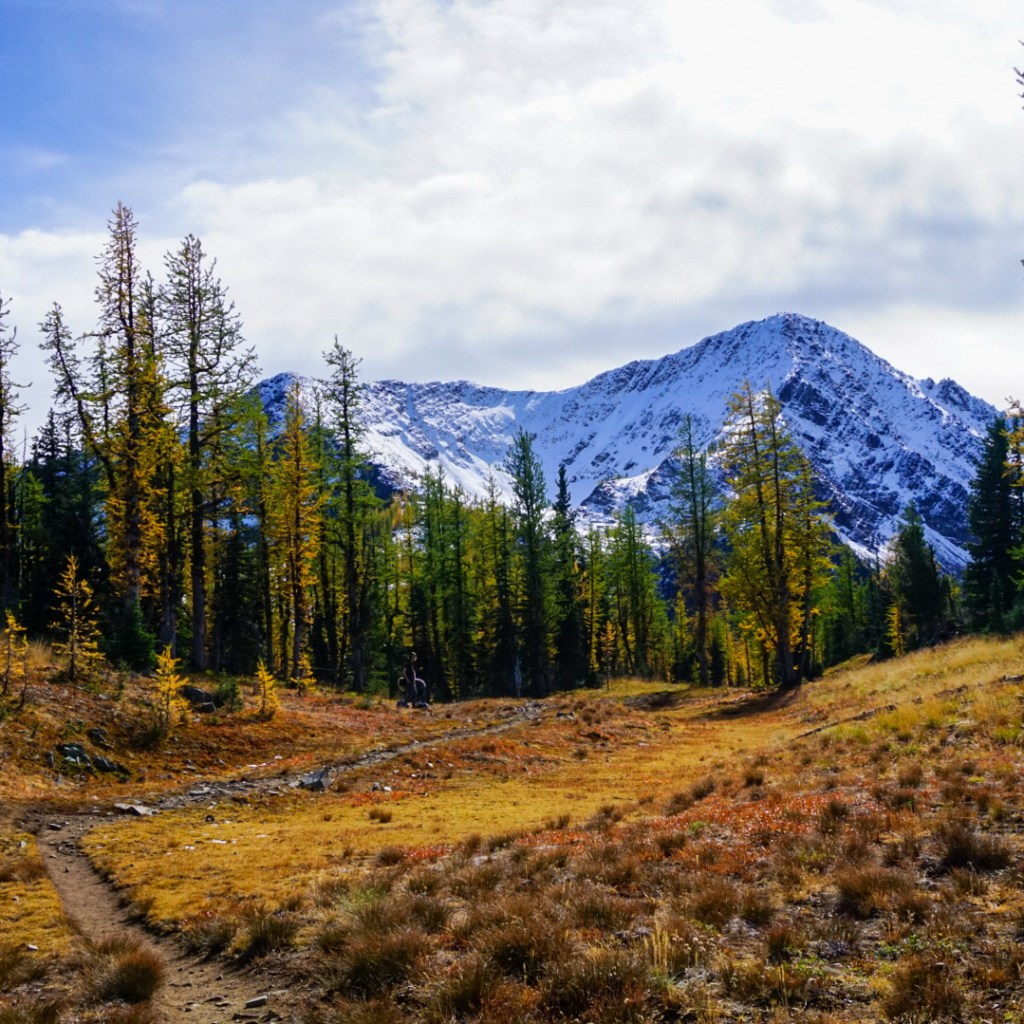 A landscape photo of the larch trees turning yellow during Autumn, with a snow covered Frosty Mountain in the background on a cloudy day. Taken in E.C. Manning Park, British Columbia, Canada.
