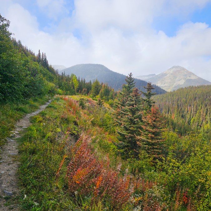 A trail meanders through the forest with colourful Fall foliage all around in shades of red, orange, and yellow, on a cloudy day with the mountains in the background near the Coquihalla Summit Rec Area on the trail to Illal Meadows in BC, Canada.