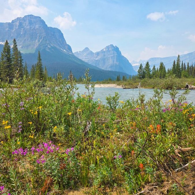 A photo of Hector Lake and the Bow River with wildflowers in the foreground on a beautiful sunny day in the Rocky Mountains of Banff National Park.